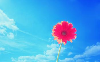 Bright Flower Wallpapers - Wallpaper Cave