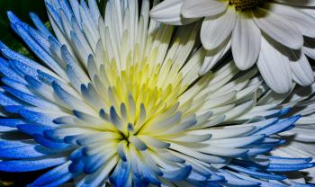Bright flower with long blue and white petals