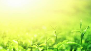 Tea plantation and bright sunshine nature background with blurred ...