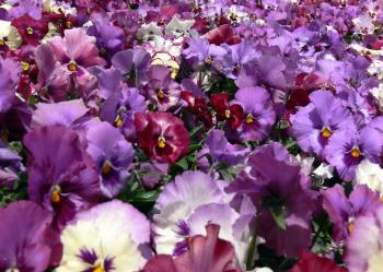 Bright garden purple flowers