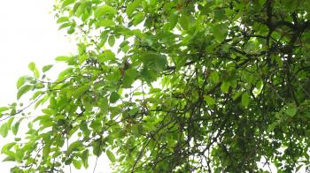 Beautiful view of light shining through summer leaves of oak tree in ...