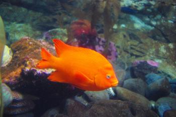 File:Bright orange fish Oregon Coast Aquarium.JPG - Wikimedia Commons