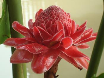 Bright Red Tropical Flower