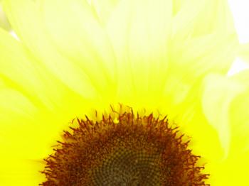 Free picture: bright, sunflower, macro