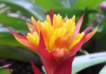 Bright Tropical Flower
