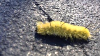 poisonous american dagger moth caterpillar yellow and black fuzzy ...