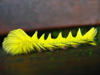Bright Yellow Caterpillar