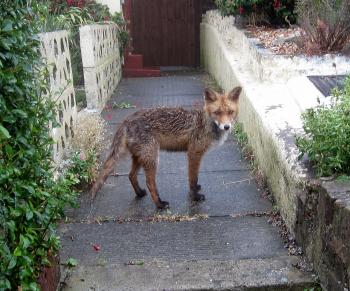 FOXES in brighton