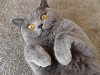 Pin by British Shorthair Martin on Cats <3 | Pinterest | British ...