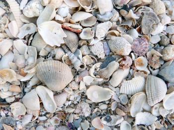 Broken seashell texture