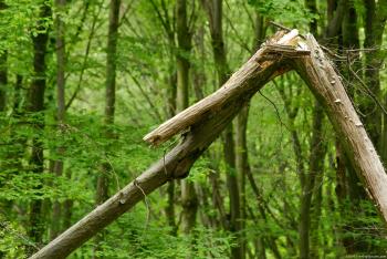 Broken Tree