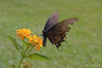Broken Wings Can Fly Again | Heavenly Raindrops