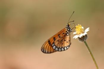 Brown and Black Butterfly on White Petaled Flower