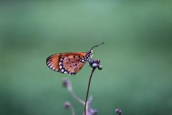 Brown and Black Shallow Focus Photography of a Butterfly