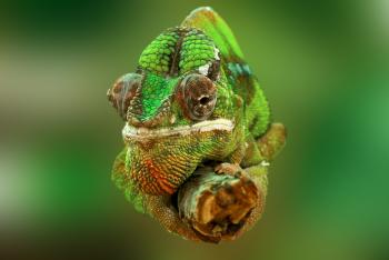 Brown and Green Cameleon