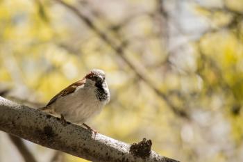 Brown and White Bird