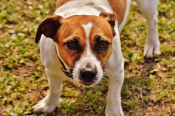 Brown and White Jack Russell Terrier