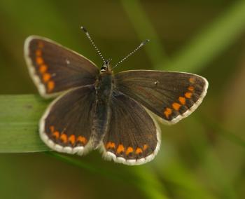 File:Northern brown argus 1.JPG - Wikimedia Commons
