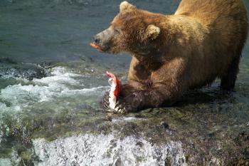 Brown Bear Hunting