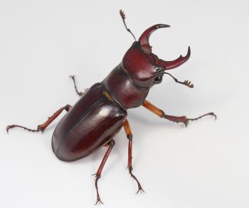 Reddish-brown Stag Beetle (Lucanus capreolus) · iNaturalist.org