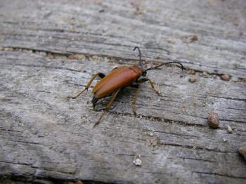 Brown Beetle