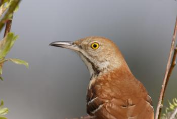 Brown Thrasher | Audubon Field Guide
