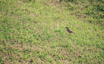 Brown Bird on Grass Lawn