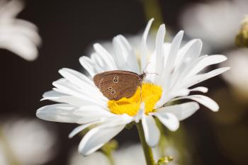 Brown Butterfly on White Flower