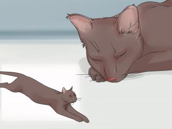 How to Identify a Havana Brown Cat: 11 Steps (with Pictures)