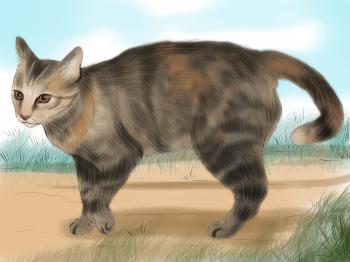 5 Ways to Identify a Tabby Cat - wikiHow