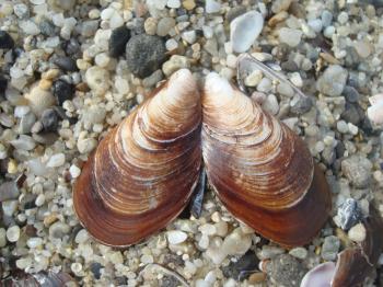 Brown clam shell