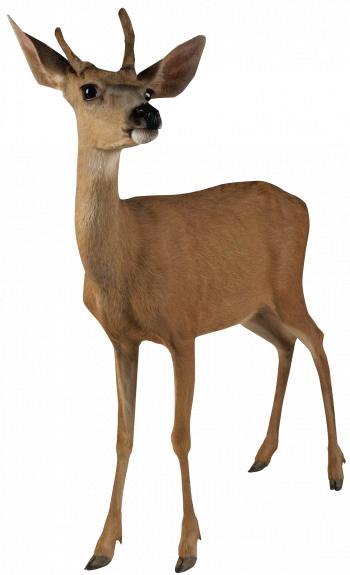 Brown Deer Standing PNG Image - PurePNG | Free transparent CC0 PNG ...