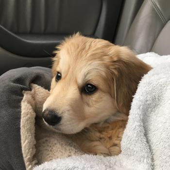 Welcome to | Dog, Dog pictures and Pet dogs