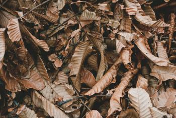 Brown Dried Leaves