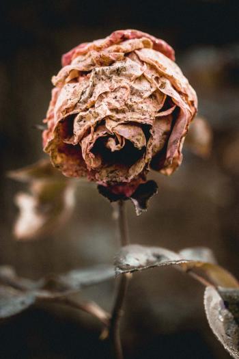 Brown Dried Rose Macro Photography