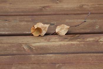 Brown Dry Leaves on Brown Wooden Plank