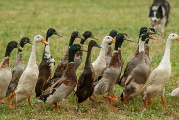 Duck Breeding Review: Cayuga Duck Breed – DuckHobby.com