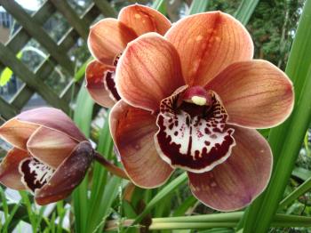 Brown Flowers | ferrebeekeeper