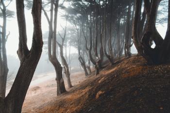 Brown autumn forest / 2048 x 1365 / Forest / Photography | MIRIADNA.COM