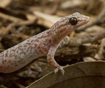 Christinus marmoratus (Gray, 1845), Marbled Gecko