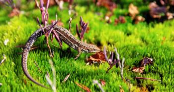 Brown Gecko in Green Open Field