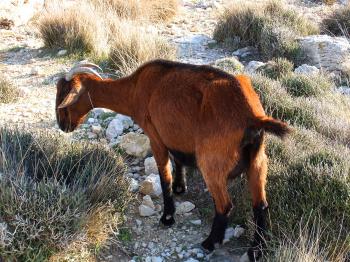Brown Goat With Horn
