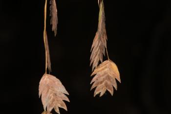 Brown grain petals
