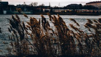 Brown Grasses Near Body of Water Across Houses