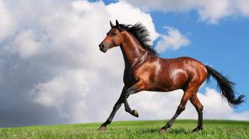 Brown horse