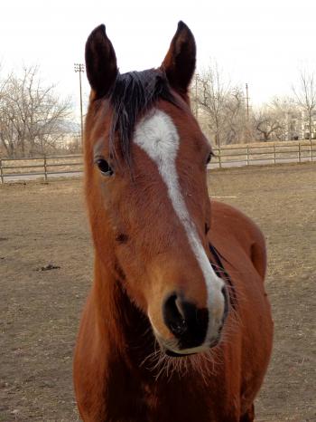 Brown Horse with White Blaze or Stripe Picture | Free Photograph ...