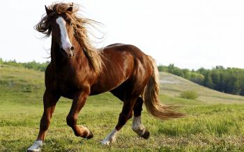 Beautiful Brown Horse The Grass Horses Poster : Wallpapers13.com