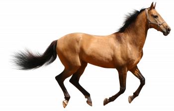 Transparent Brown Horse | Gallery Yopriceville - High-Quality ...