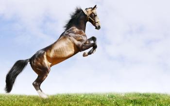 Brown horse / 2560 x 1600 / Animals / Photography | MIRIADNA.COM