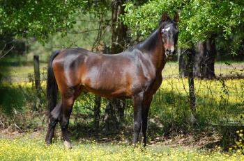 Dark Brown Horse 8x10 on Storenvy
